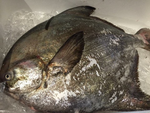 {53D0259F-B62B-44FE-8657-40D7CFCCA456}