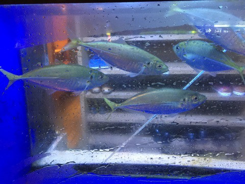 {8EA5B7E5-8161-46A9-97D3-0DD4D98F4E1A}