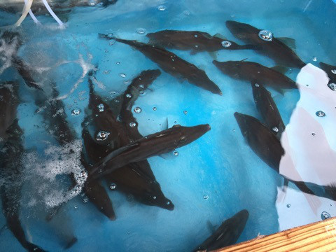 {407AF0E6-EB90-4EA7-9A53-91D31373E55A}