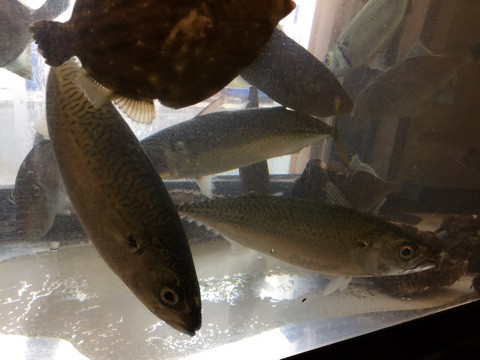 {E9CE177A-C1DC-4004-9B61-11613C65CE22}