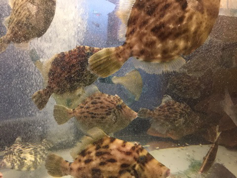 {678AC54F-572B-4B21-BE50-085547CFD2EA}