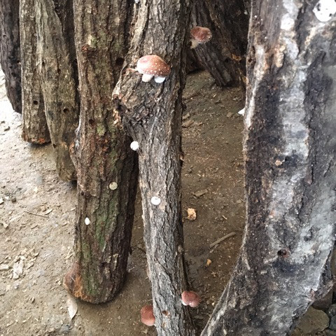 {A545EA17-565E-4EAB-9407-DD56EAEA354E}