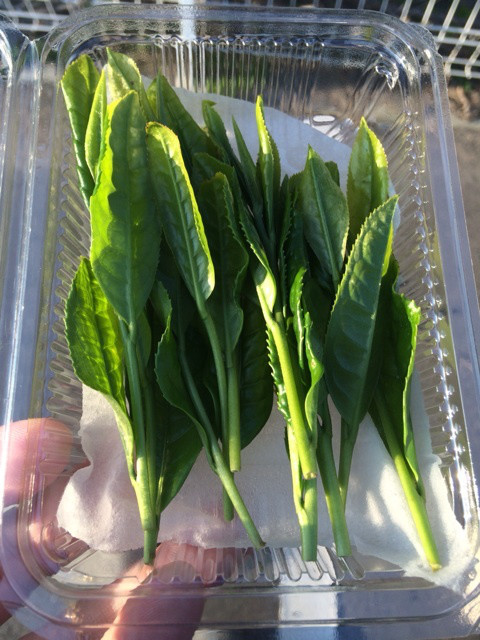 {4492601C-2360-413B-9C08-99CB8384CC8B:01}