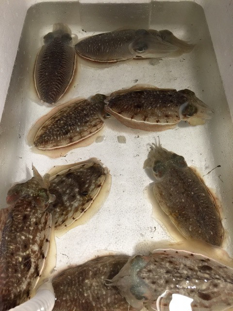 {DE099446-DE43-49C7-AABE-9860F64A522E}