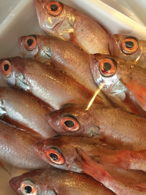 {6DB018F8-0914-4841-BD99-6E1D76793D74}