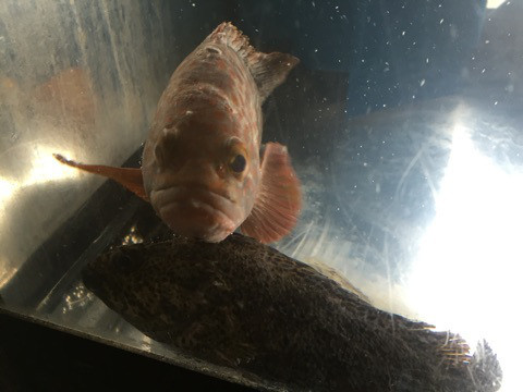 {528AF09A-C68B-437E-A3E1-16C953A10819:01}