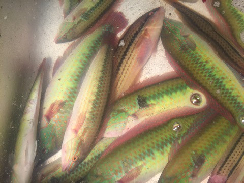 {FD7BF167-3D13-41AD-8373-6B9414ACAFC3}