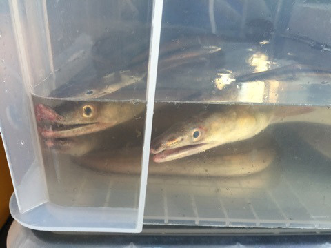 {DEAD8588-EB9B-479F-A765-211D13D08E8C}