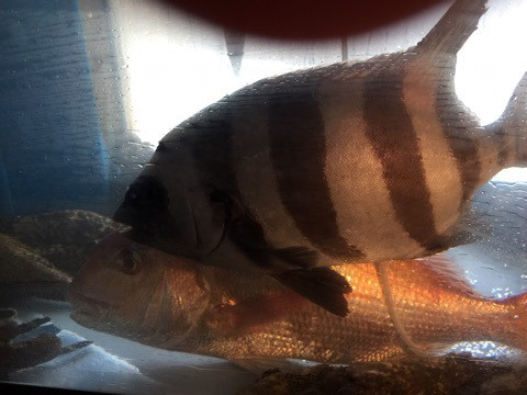 {2741A779-A223-408D-A3B5-EE5EC51D2EAC}