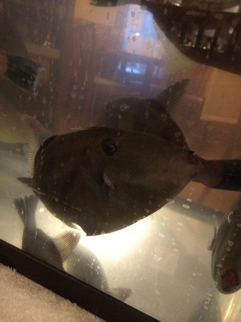 {E38F3886-EA4B-44F7-A266-1EA16F1FFF19:01}