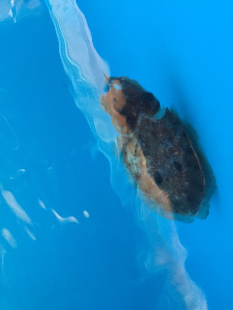 {518CF6BF-72A5-4D14-BA68-BDA1D5CF20A7}